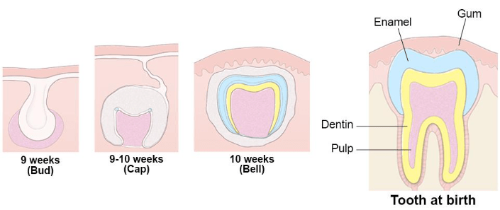 stages